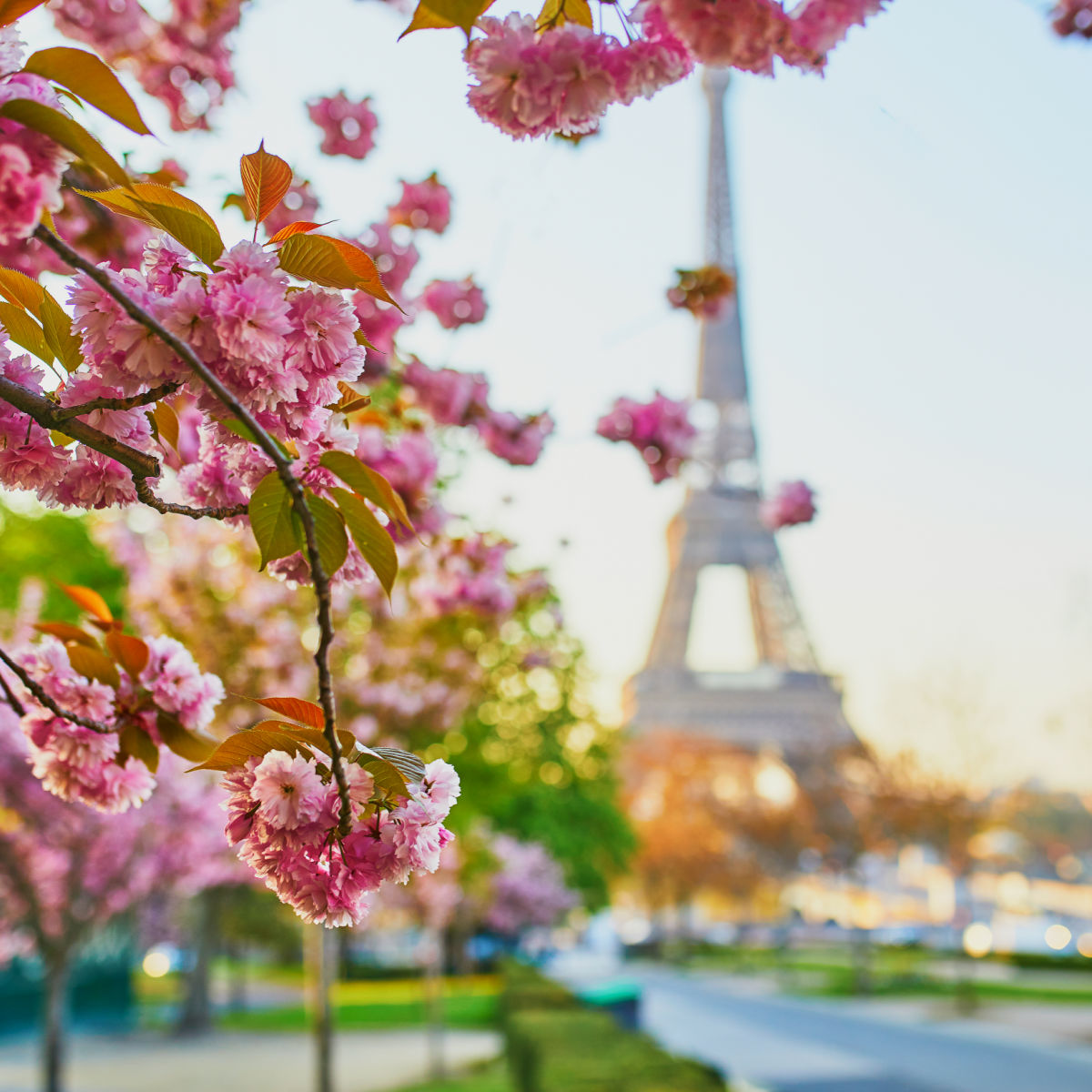 Scenic view of the Eiffel tower with cherry blossom trees in full bloom in Paris, France